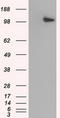 Betaine--Homocysteine S-Methyltransferase antibody, LS-C115015, Lifespan Biosciences, Western Blot image 