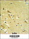 Proteasomal ATPase Associated Factor 1 antibody, 61-776, ProSci, Immunohistochemistry paraffin image 