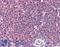 Caspase Recruitment Domain Family Member 11 antibody, LS-B3030, Lifespan Biosciences, Immunohistochemistry frozen image 