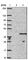 Syntaxin-19 antibody, HPA030604, Atlas Antibodies, Western Blot image 