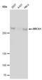 BRCA1 DNA Repair Associated antibody, NBP1-41185, Novus Biologicals, Western Blot image 