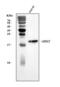 Aralkylamine N-Acetyltransferase antibody, A03784-1, Boster Biological Technology, Western Blot image 