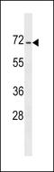 Dishevelled Binding Antagonist Of Beta Catenin 3 antibody, LS-C159435, Lifespan Biosciences, Western Blot image 