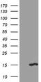 CAMP-Dependent Protein Kinase Inhibitor Alpha antibody, CF810311, Origene, Western Blot image 