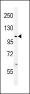 Ubiquitin Specific Peptidase 8 antibody, PA5-12004, Invitrogen Antibodies, Western Blot image 