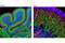 Cell Cycle Exit And Neuronal Differentiation 1 antibody, 9894S, Cell Signaling Technology, Immunofluorescence image 
