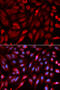 Syndecan Binding Protein antibody, 19-614, ProSci, Immunofluorescence image 