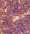 GLIPR2 antibody, NBP2-47126, Novus Biologicals, Immunohistochemistry frozen image 