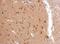 Amyloid Beta Precursor Like Protein 2 antibody, NBP1-32814, Novus Biologicals, Immunohistochemistry frozen image 