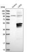 Ubiquitin Specific Peptidase 2 antibody, NBP1-86883, Novus Biologicals, Western Blot image 