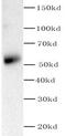 Phosphoinositide 3 kinase, p110 gamma antibody, FNab06421, FineTest, Western Blot image 