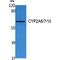 Cytochrome P450 Family 2 Subfamily A Member 6 antibody, LS-C386850, Lifespan Biosciences, Western Blot image 