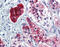 Peroxisome Proliferator Activated Receptor Gamma antibody, 51-314, ProSci, Immunohistochemistry frozen image 