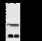 Ubiquitin A-52 Residue Ribosomal Protein Fusion Product 1 antibody, 105604-T32, Sino Biological, Western Blot image 