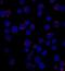 CD1a Molecule antibody, MAB7076, R&D Systems, Immunofluorescence image 