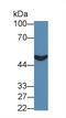 Prenylcysteine Oxidase 1 antibody, abx131434, Abbexa, Western Blot image 