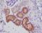 Lysozyme antibody, M01811, Boster Biological Technology, Immunohistochemistry paraffin image 