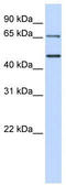 Interferon Regulatory Factor 6 antibody, TA343582, Origene, Western Blot image 