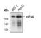 Eukaryotic Translation Initiation Factor 4 Gamma 1 antibody, MA5-14971, Invitrogen Antibodies, Western Blot image 