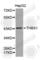 Thrombospondin 1 antibody, A2125, ABclonal Technology, Western Blot image 