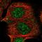 tRNA dimethylallyltransferase, mitochondrial antibody, HPA024174, Atlas Antibodies, Immunocytochemistry image 