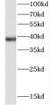 Cell Division Cycle 37 Like 1 antibody, FNab01529, FineTest, Western Blot image 