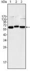 p65 antibody, AM06378SU-N, Origene, Western Blot image 