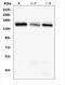 RAB3 GTPase Activating Non-Catalytic Protein Subunit 2 antibody, A07244-3, Boster Biological Technology, Western Blot image 