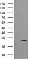 Ha-Ras antibody, CF505675, Origene, Western Blot image 