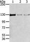 Tripartite Motif Containing 24 antibody, CSB-PA197772, Cusabio, Western Blot image 