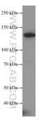 Alpha Kinase 1 antibody, 19107-1-AP, Proteintech Group, Western Blot image 