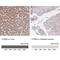 Cytochrome B5 Type A antibody, NBP2-49284, Novus Biologicals, Immunohistochemistry paraffin image 