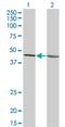 LFNG O-Fucosylpeptide 3-Beta-N-Acetylglucosaminyltransferase antibody, H00003955-M05, Novus Biologicals, Western Blot image 