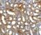 GDNF Family Receptor Alpha 3 antibody, 1137, ProSci, Immunohistochemistry frozen image 