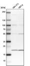 Transmembrane Protein 109 antibody, PA5-52857, Invitrogen Antibodies, Western Blot image 