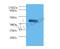 Protein Interacting With PRKCA 1 antibody, LS-C370622, Lifespan Biosciences, Western Blot image 