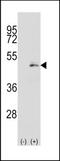 MEK1/2 antibody, TA302208, Origene, Western Blot image 