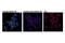 ALK Receptor Tyrosine Kinase antibody, 14678S, Cell Signaling Technology, Immunocytochemistry image 