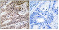 Nephrocystin 4 antibody, abx014645, Abbexa, Western Blot image 