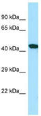 TNF Alpha Induced Protein 3 antibody, TA343148, Origene, Western Blot image 