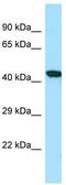 TNF Alpha Induced Protein 3 antibody, TA343148, Origene, Western Blot image 