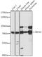 ATP Binding Cassette Subfamily G Member 2 (Junior Blood Group) antibody, 19-779, ProSci, Western Blot image 