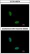 RNA Binding Motif Protein 10 antibody, GTX115074, GeneTex, Immunocytochemistry image 
