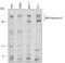 RNA Polymerase II Subunit A antibody, AF6160, R&D Systems, Western Blot image 