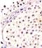 Developmental Pluripotency Associated 4 antibody, 57-700, ProSci, Immunohistochemistry frozen image 