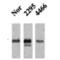 Calcium/Calmodulin Dependent Protein Kinase II Alpha antibody, 56454, QED Bioscience, Western Blot image 