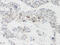 Cellular Communication Network Factor 3 antibody, 38-185, ProSci, Immunohistochemistry frozen image 