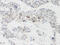 Protein NOV homolog antibody, 38-185, ProSci, Immunohistochemistry frozen image 