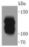 Myosin Light Chain Kinase antibody, A01697-1, Boster Biological Technology, Western Blot image 