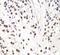 Transcription factor SOX-5 antibody, FNab08127, FineTest, Immunohistochemistry paraffin image 